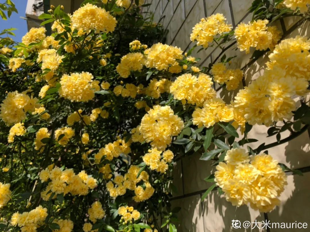 绿道科普展,绿道科普看初夏街头满目芳菲