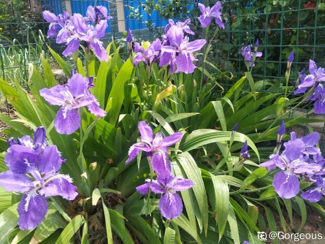 绿道科普展,绿道科普看初夏街头满目芳菲