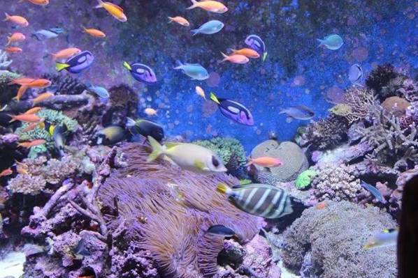 新手适合养哪种海缸,最简单的小海缸开缸教程新手入门