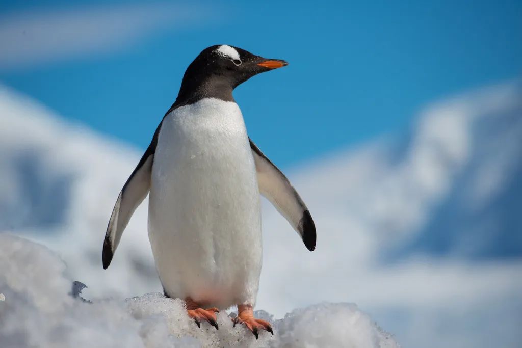 南极洲“绿雪”涌现,帝企鹅:泥土是什么?