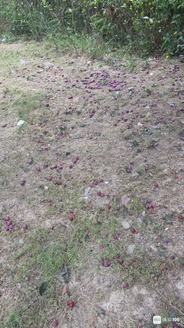 浙江一小区里随处可见的这东西,店里卖到15.8元一斤!居民随便捡