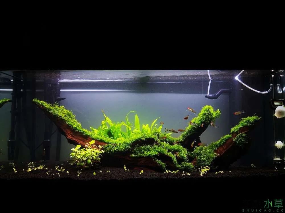 莫斯树草缸造景diy教程,不需要二氧化碳的草缸造景