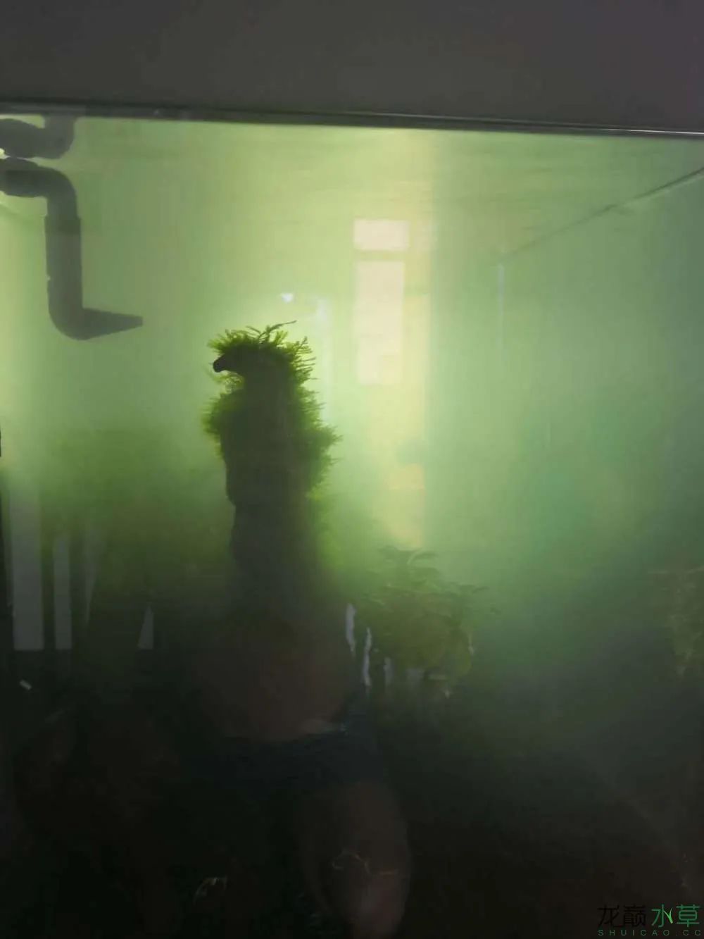 莫斯树草缸造景diy教程,不需要二氧化碳的草缸造景