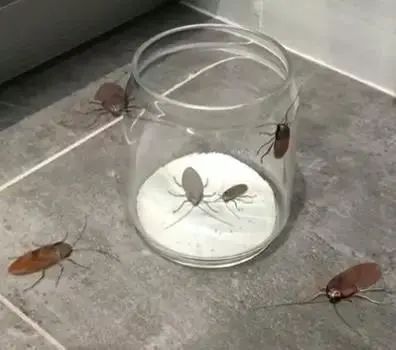 冬季蟑螂不休眠抓住灭蟑的好时机,灭蟑螂的最好方法家里有很多蟑螂