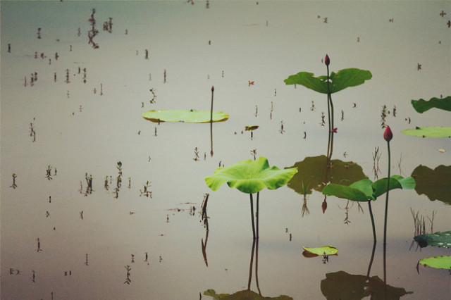 淮阳的荷花真美,又到了赏荷花的季节家门口的美景