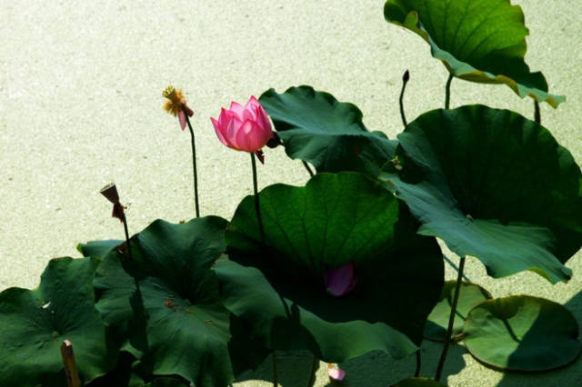淮阳的荷花真美,又到了赏荷花的季节家门口的美景