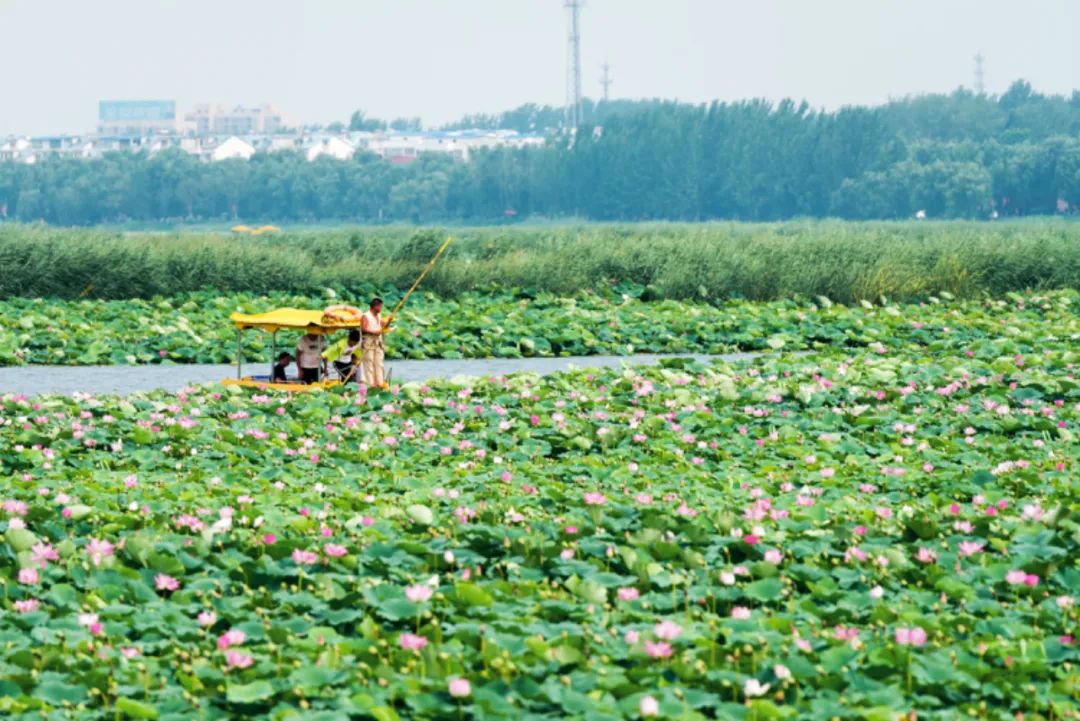淮阳的荷花真美,又到了赏荷花的季节家门口的美景