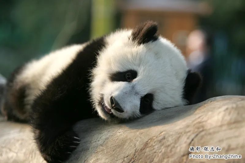 熊猫拍照怎么拍出高级感,熊猫拍照拍摄姿势