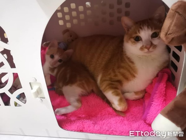 诡异“．．．”一路延伸窗帘天花板　猫奴望3皮蛋：怎么弄的