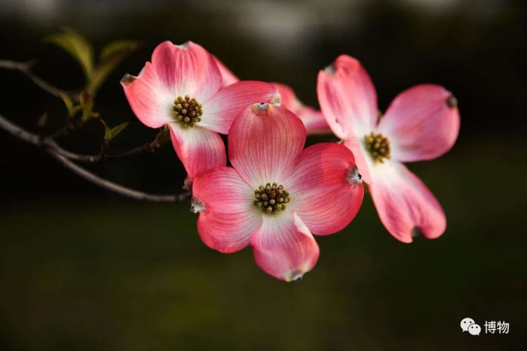 大花四照花花语,大花四照花