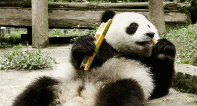 能拍彩色照片的大熊猫,大熊猫为啥不能拥有一张彩色照片