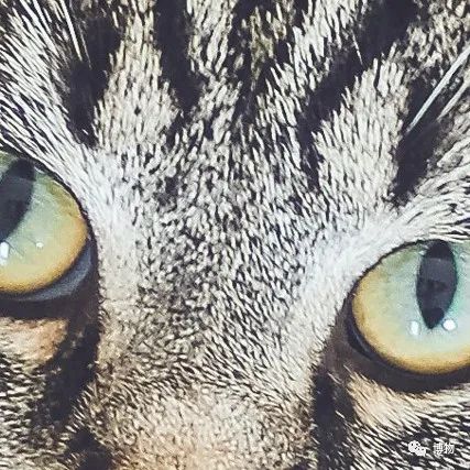 能拍彩色照片的大熊猫,大熊猫为啥不能拥有一张彩色照片