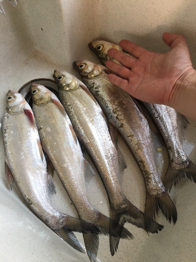 水库地形不好怎么甩大鞭,水库甩大鞭钓鱼