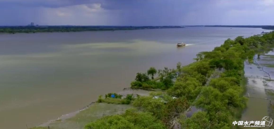 进口南美白虾价格今日行情,南美白对虾市场调查