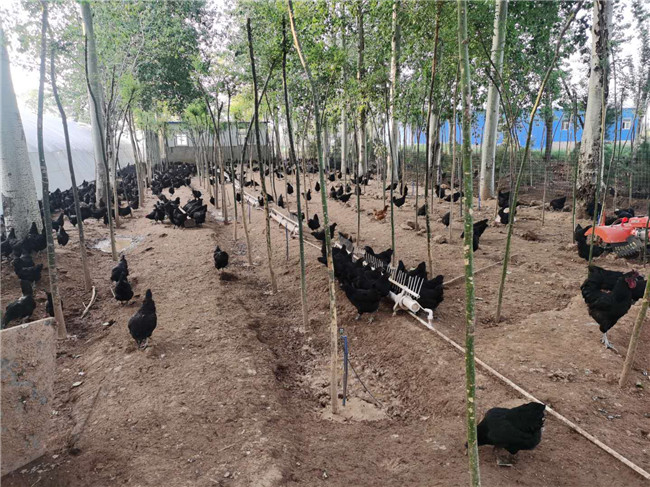 五黑土鸡生态养殖基地,五黑乌鸡养殖场