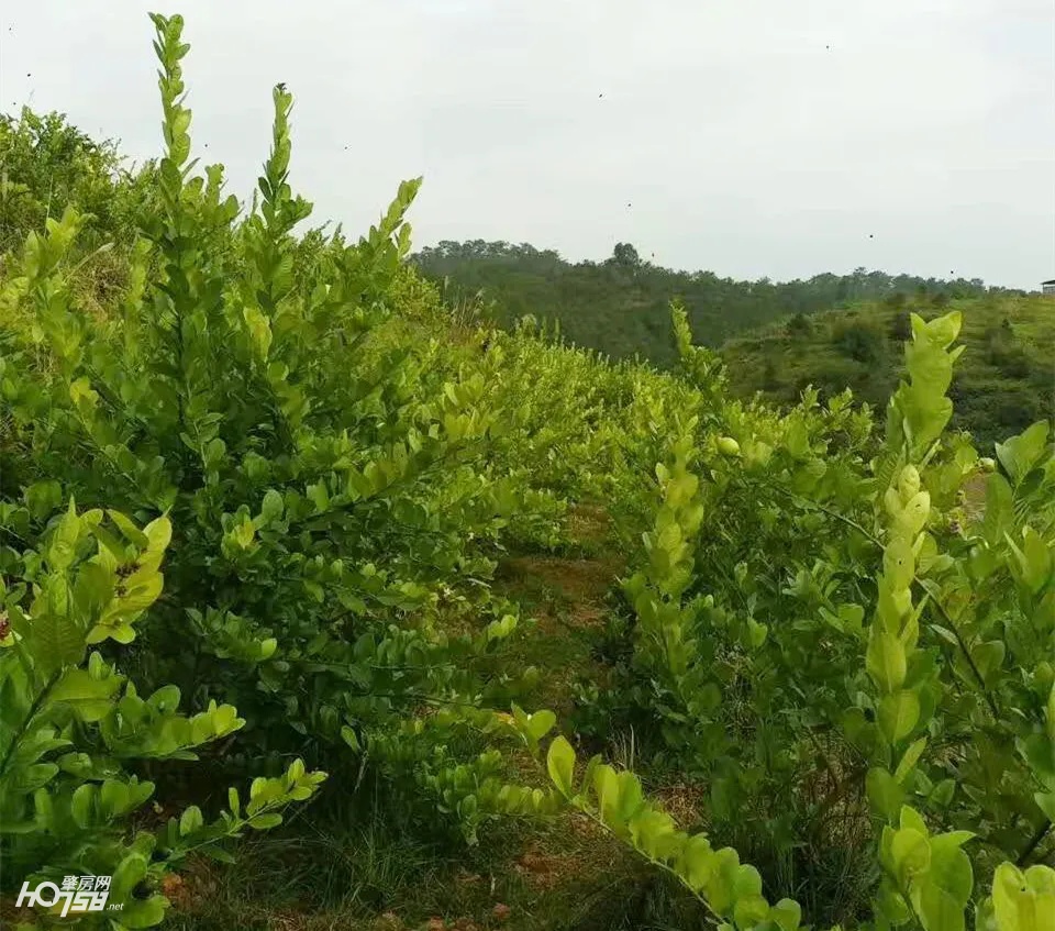 给力！怀集为妇女创业“贷”来“及时雨”
