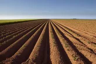 氮磷钾过量有哪些危害,过量施用氮磷钾有什么危害