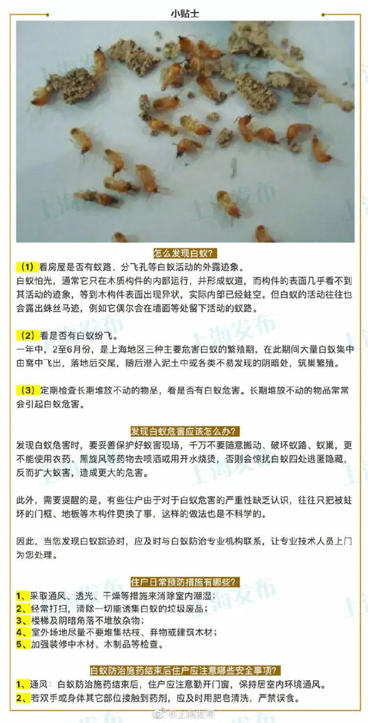 白蚁预防后10年再怎么治白蚁,又到白蚁肆虐季如何预防白蚁侵袭