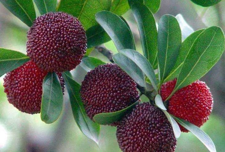 杨梅上市季放心大胆吃,杨梅有虫子吃不死人