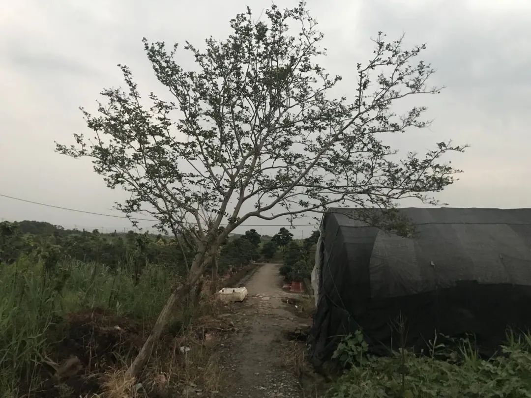 保亿湖风雅园合院杭州,探索杭州豪宅