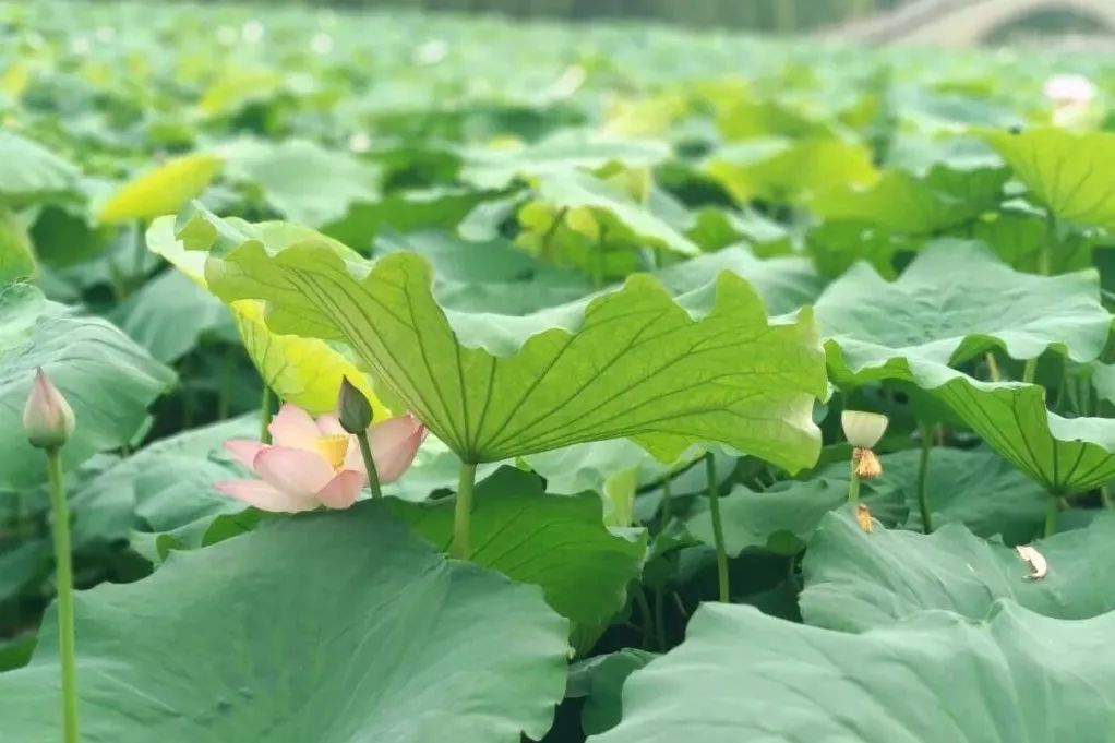 成都大学是什么级别的大学,成都大学和四川轻化工大学