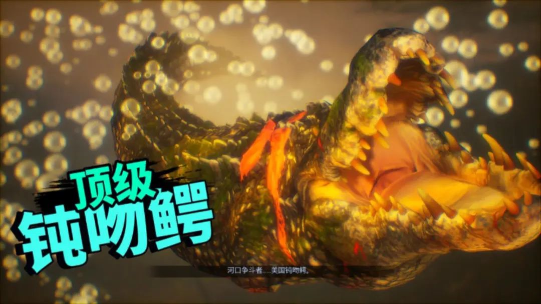 食人鲨图文评测,吃零食鲨鱼