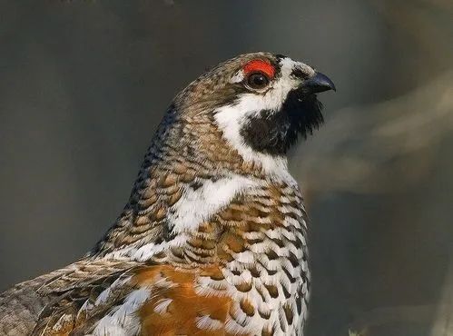 为什么飞龙不是恐龙,飞龙不是蜈蚣吗