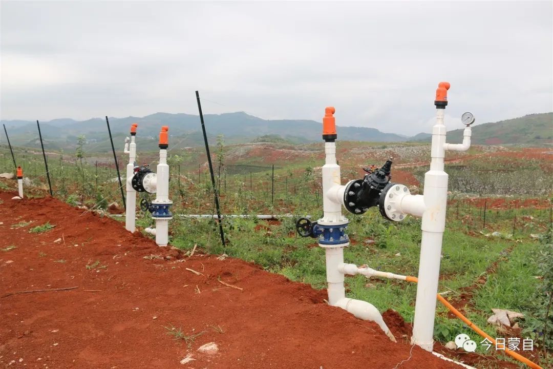小苹果到底有多厉害,蒙自市苹果小镇
