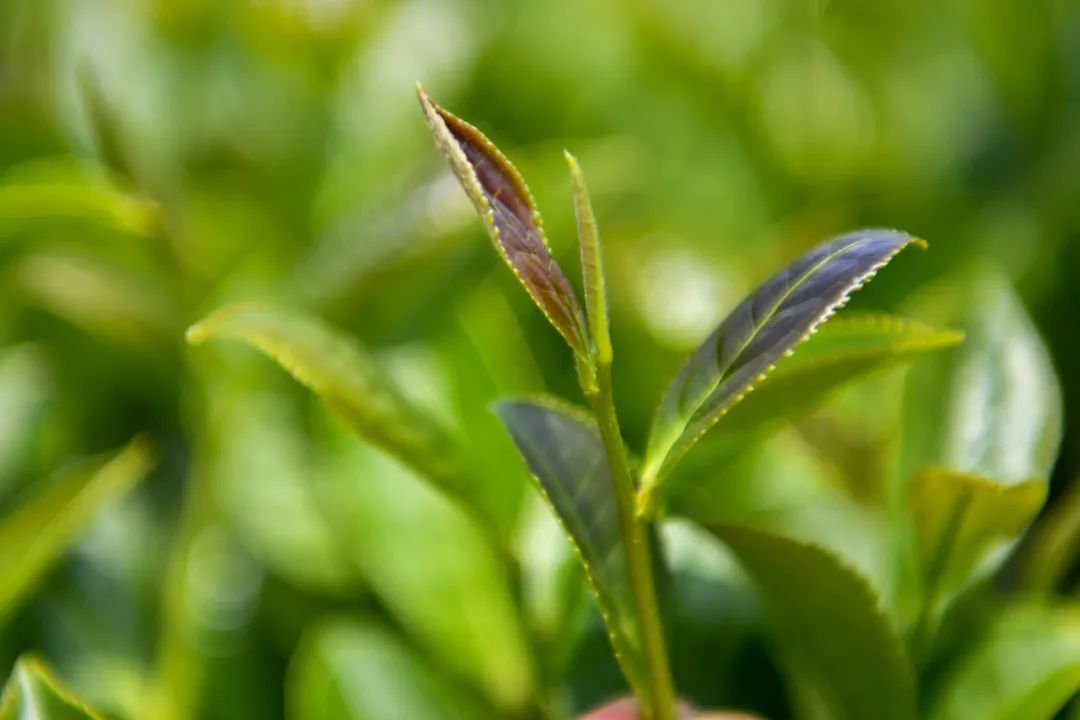 安溪下午茶小吃有哪些店,安溪三级铁观音好喝吗
