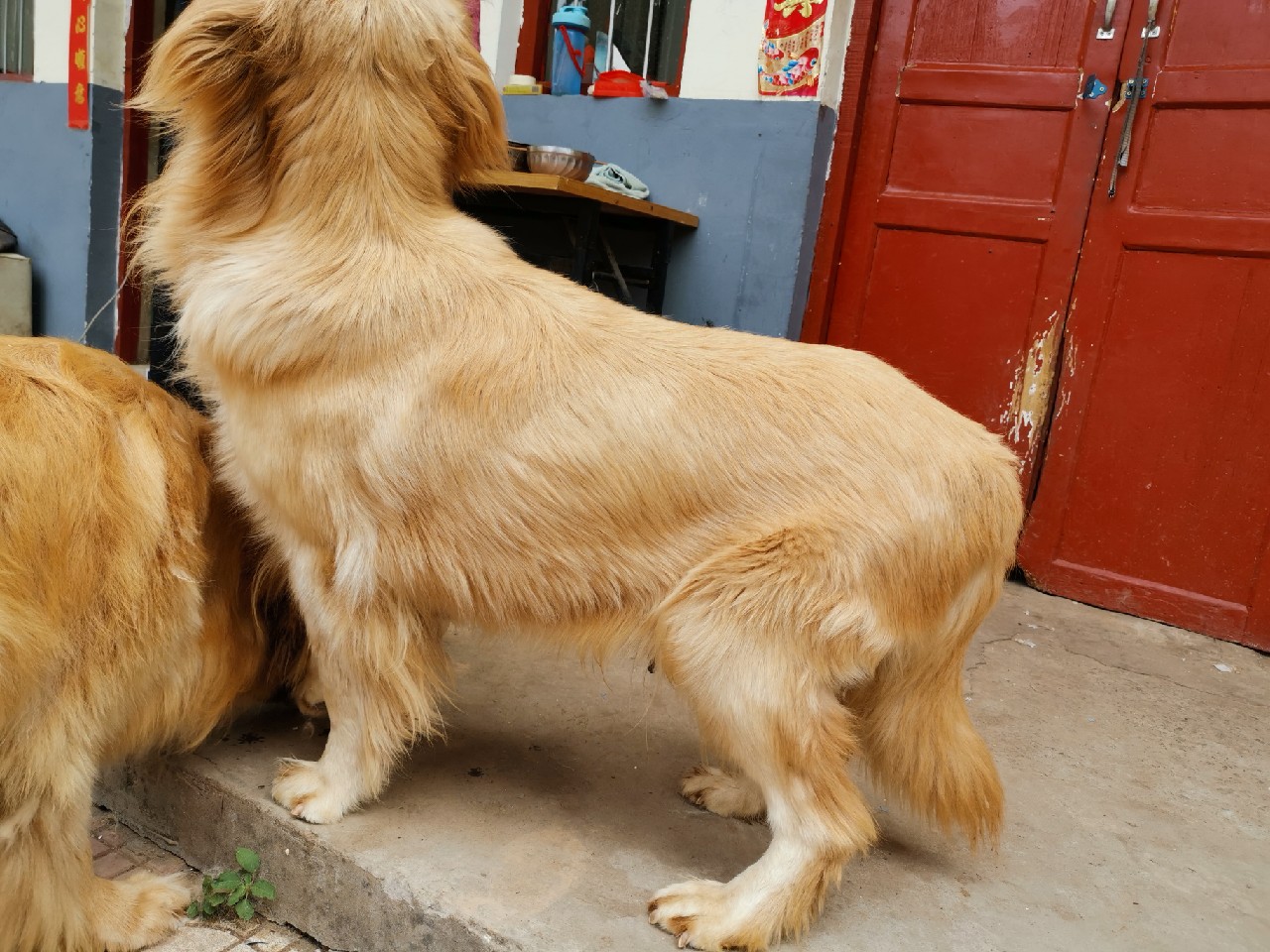小浪底钓鱼上鱼瞬间,小浪底船钓大板鲫