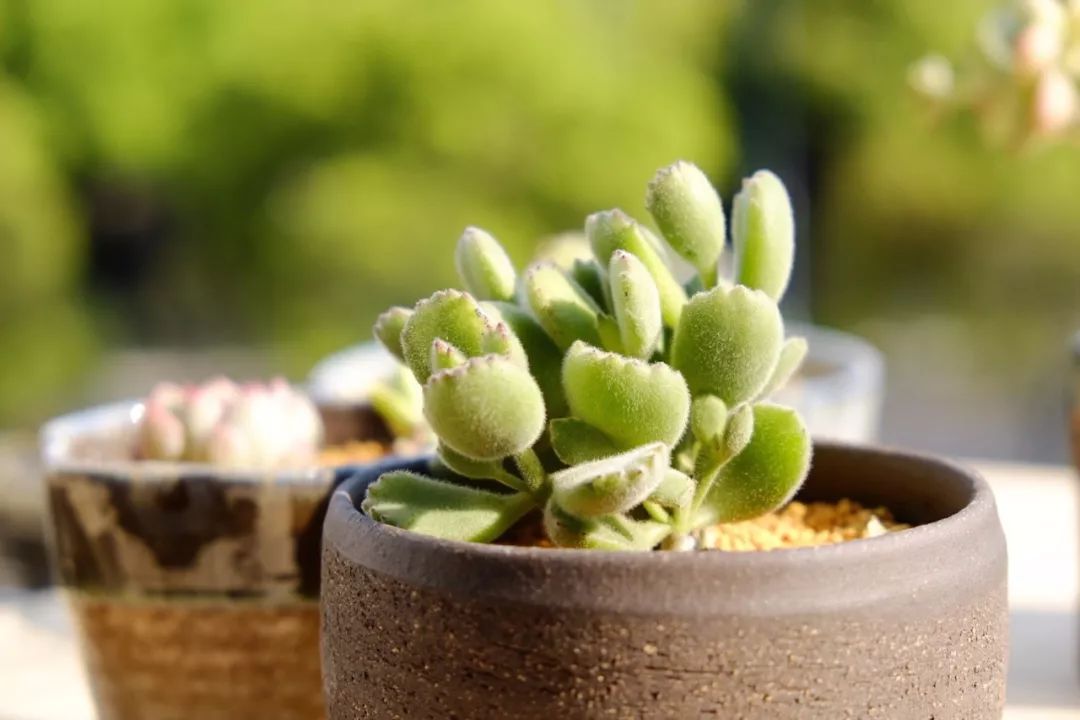 熊童子老桩秃了,熊童子秃了