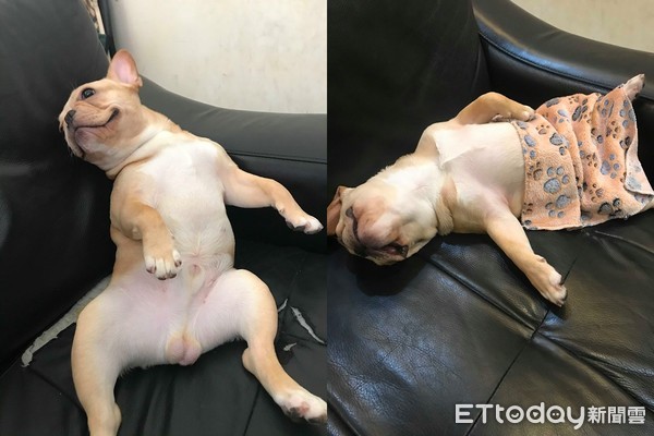 法斗屁屁发炎,法斗屁屁很红什么原因