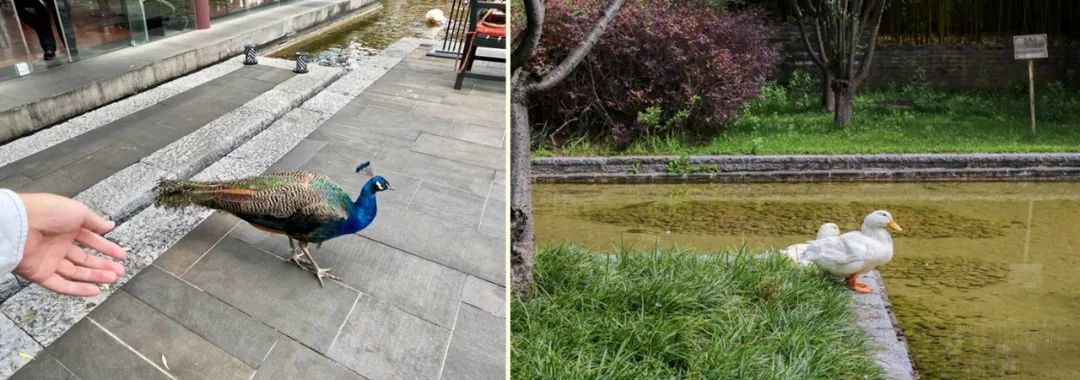 全球第一家悦榕庄在哪里,中国第一大悦榕庄