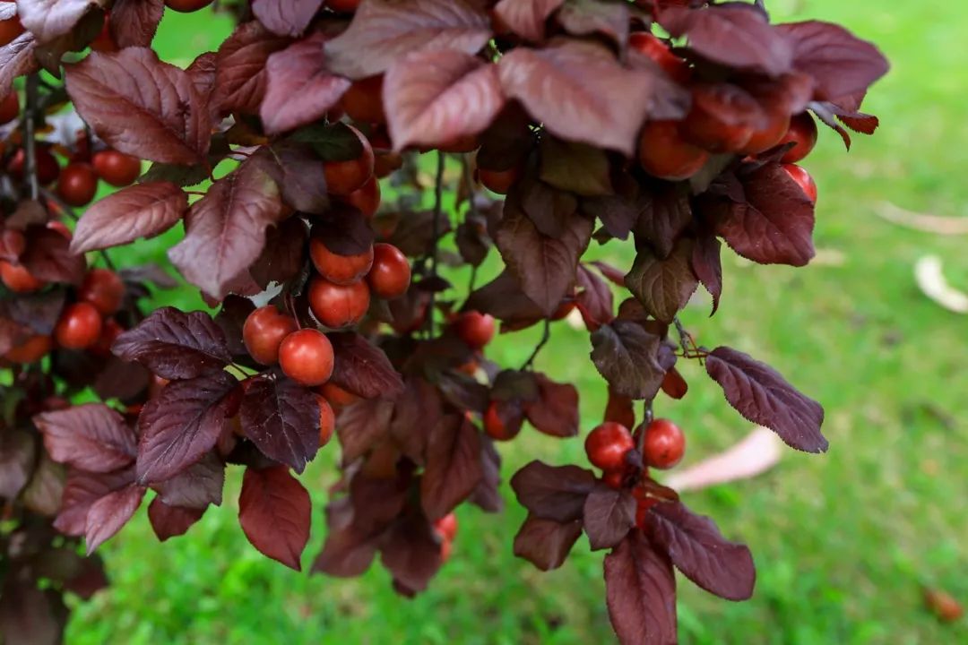 全球第一家悦榕庄在哪里,中国最好的悦榕庄