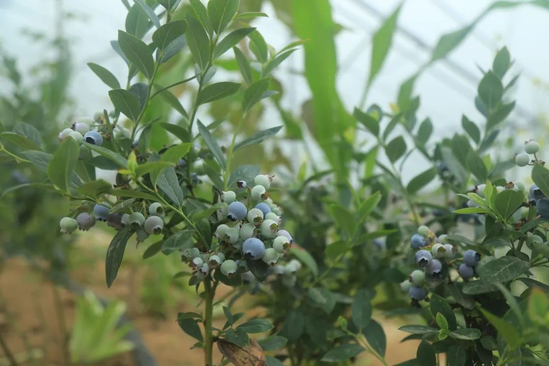 文旅日照市,莒县文旅旅游攻略