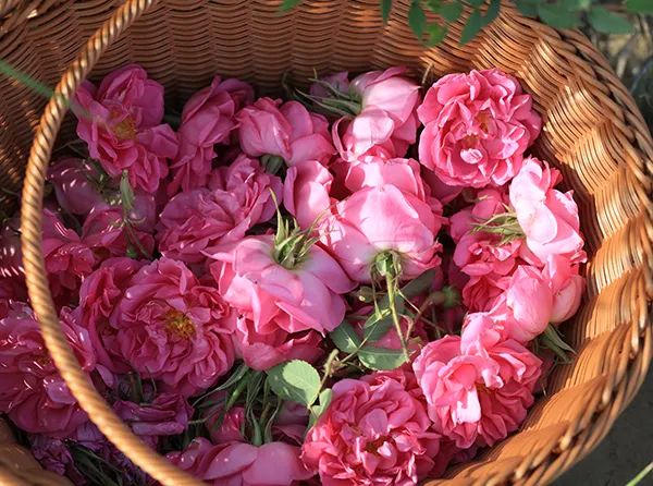 梦露睡衣香奈儿,玛丽莲梦露喜欢香奈儿5号