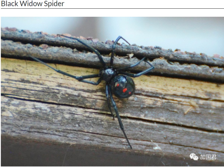 全球最毒的十大毒动物,加拿大最可怕的蛇