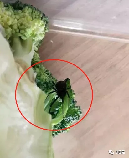 全球最毒的十大毒动物,加拿大最可怕的蛇