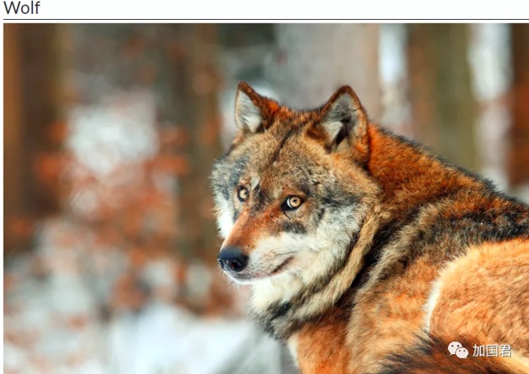 全球最毒的十大毒动物,加拿大最可怕的蛇