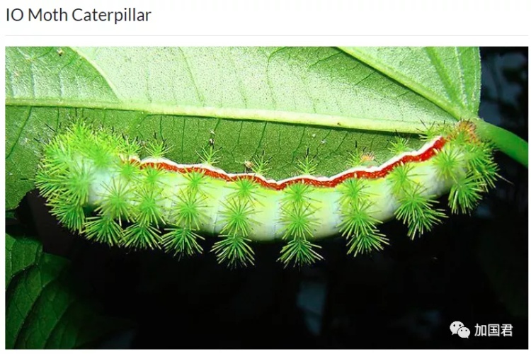 全球十大危险有毒动物,加拿大毒虫名单