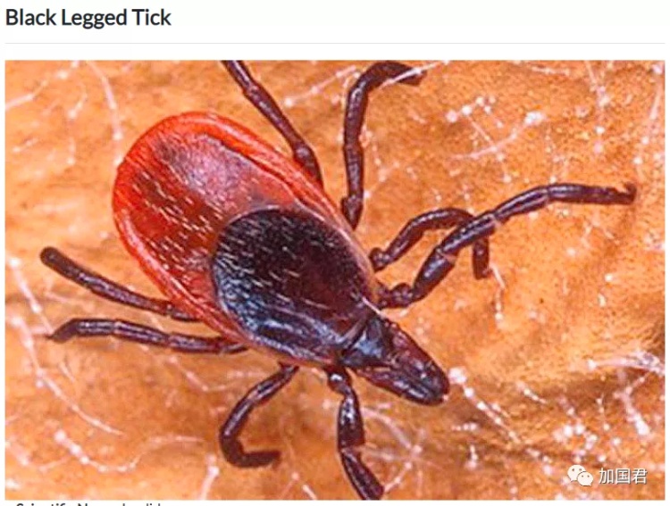 全球十大危险有毒动物,加拿大毒虫名单