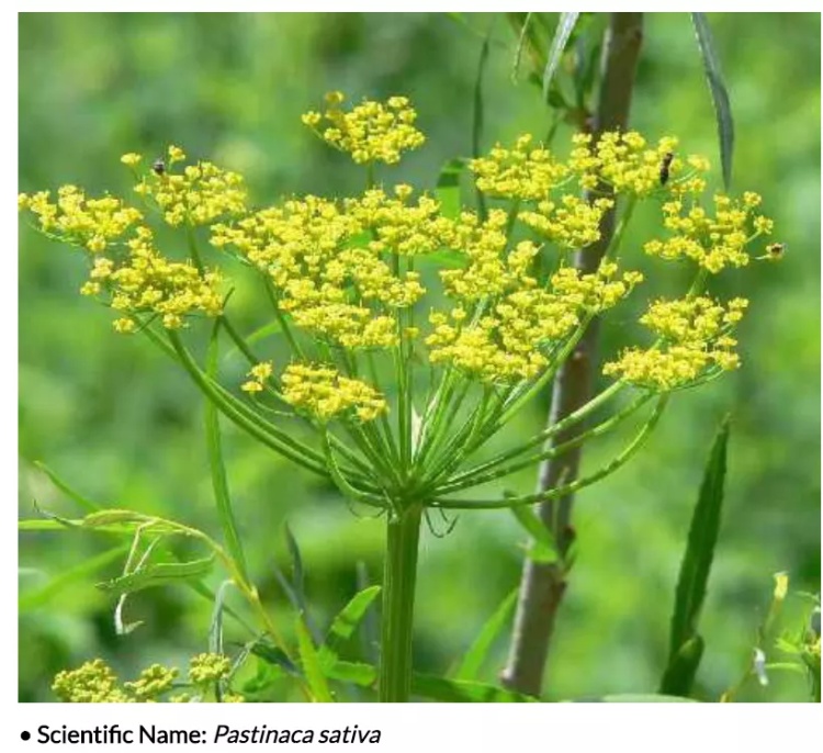 全球最毒的十大毒动物,加拿大最可怕的蛇