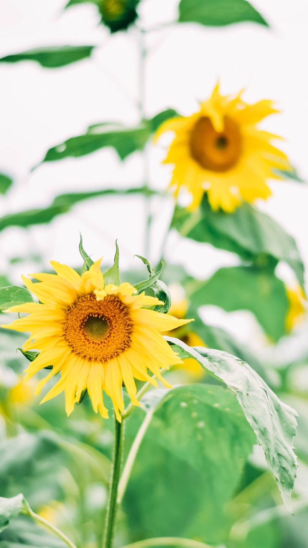 开局即是巅峰第6集,开局即巅峰完整版