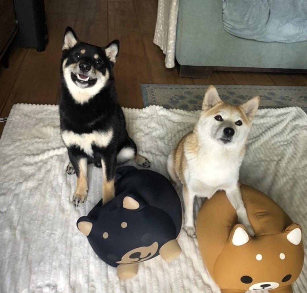 盘点二十种忠爱满世界的萌犬,可爱治愈系萌犬