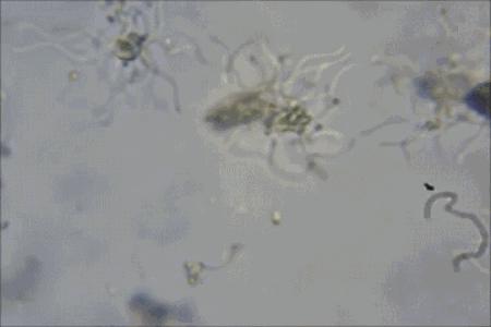 2亿细菌藏身菜板，99%抗菌的变态菜板，不发霉，磨刀磨蒜样样能行