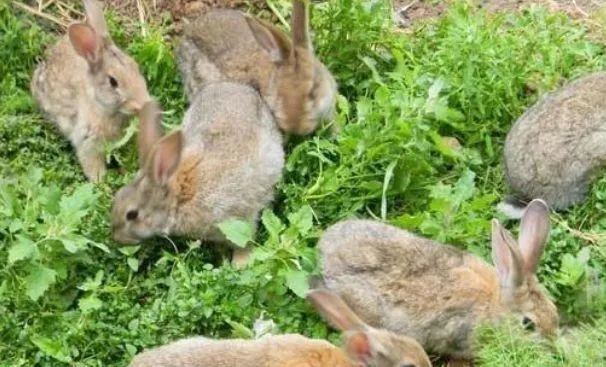 农村养殖什么最赚钱鸡鸭猪羊,在农村种植或养殖什么比较赚钱