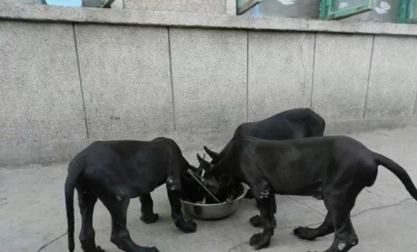 农村养殖什么最赚钱鸡鸭猪羊,在农村种植或养殖什么比较赚钱