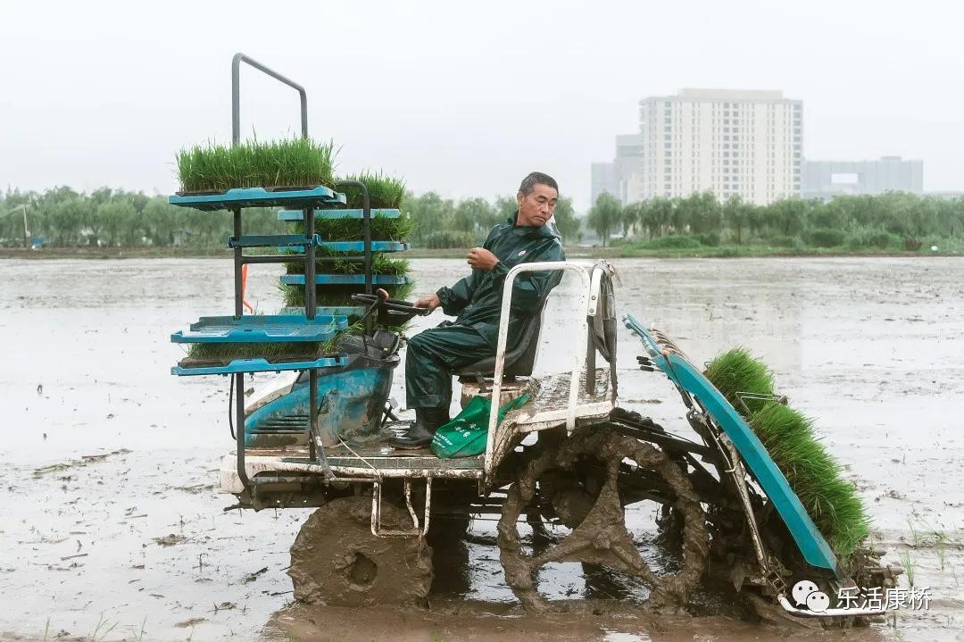 康桥镇学生日记,康桥日记内容