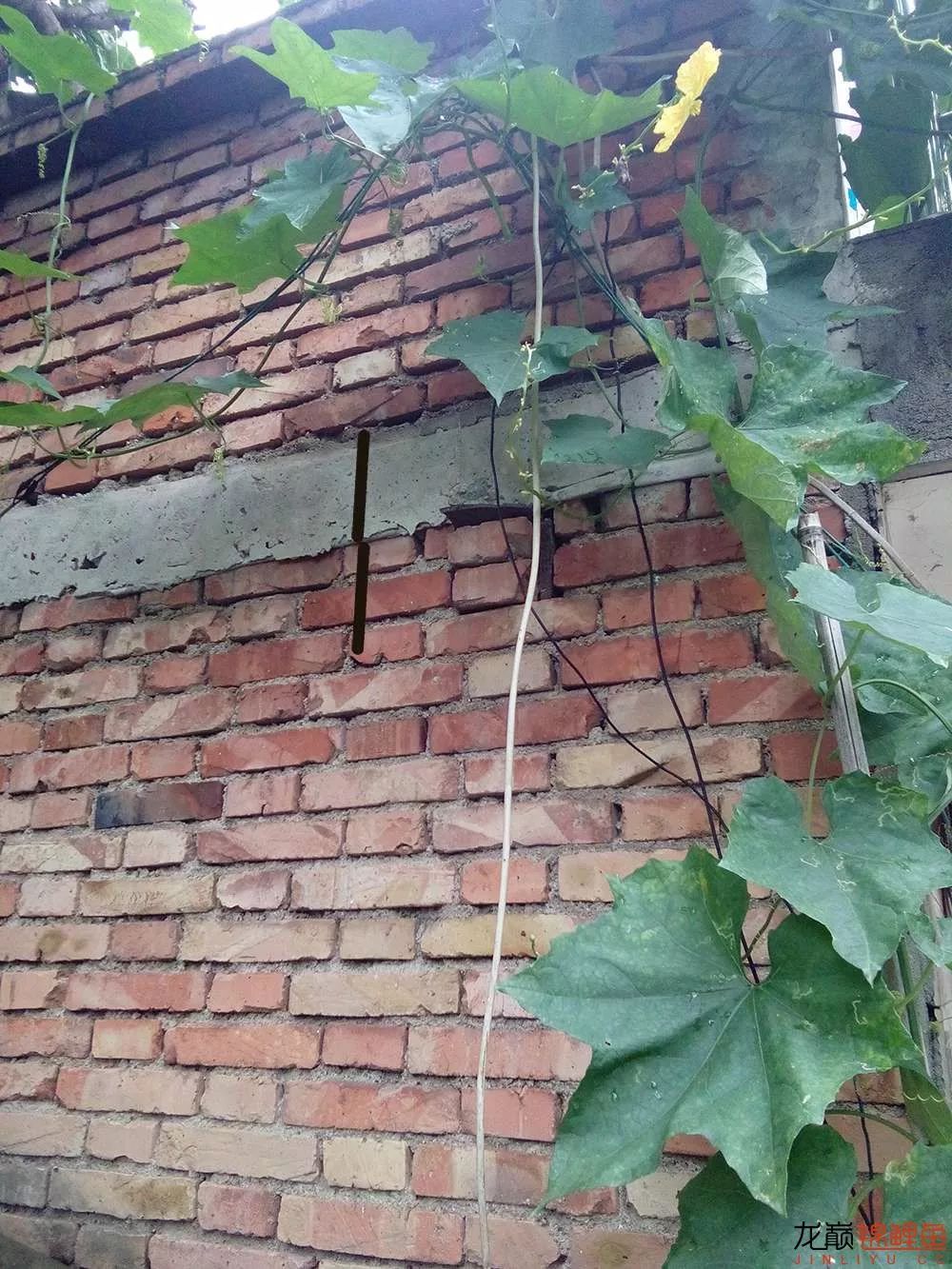 锦鲤池建造施工过程,楼顶怎么施工建锦鲤池