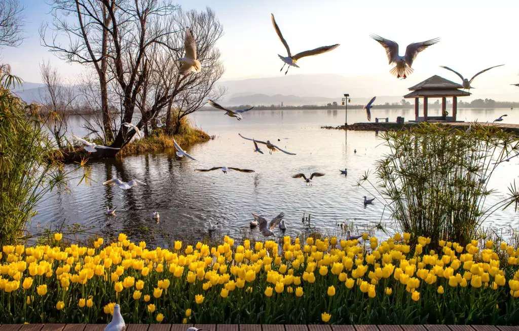 邛海景观,邛海风光令人醉